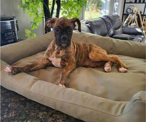 Boxer Puppy for sale in FRANKLIN, IN, USA