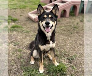 Siberian Husky-Unknown Mix Dogs for adoption in Modesto, CA, USA