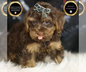 YorkiePoo Puppy for sale in WARSAW, IN, USA