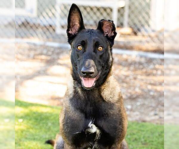 Medium Photo #1 Mutt Puppy For Sale in Camarillo, CA, USA