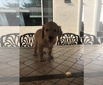 Small Photo #5 Golden Retriever Puppy For Sale in ROSEVILLE, CA, USA
