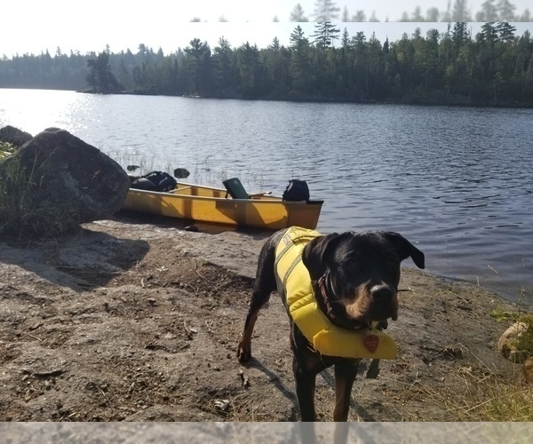Medium Photo #9 Rottweiler Puppy For Sale in CHICAGO, IL, USA