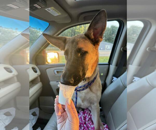 Medium Photo #2 German Shepherd Dog-Unknown Mix Puppy For Sale in Coldwater, MI, USA