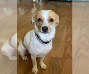 Chihuahua Dogs for adoption in The Woodlands, TX, USA