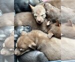 Small Photo #15 Mutt Puppy For Sale in Redmond, WA, USA