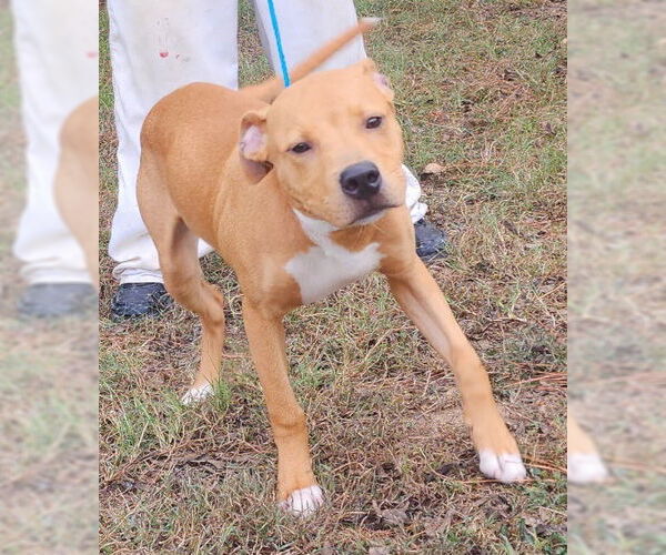 Medium Photo #2 American Pit Bull Terrier-Unknown Mix Puppy For Sale in Wetumpka, AL, USA