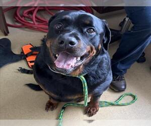 Rottweiler Dogs for adoption in Derwood, MD, USA