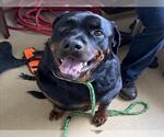 Small Rottweiler