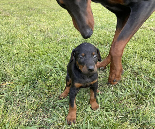 View Ad Doberman Pinscher Puppy for Sale near Alabama