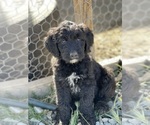 Small Photo #4 Goldendoodle Puppy For Sale in LANCASTER, CA, USA