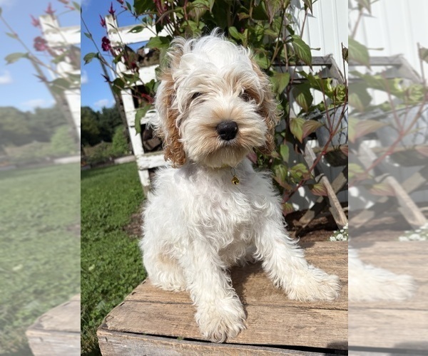 Medium Photo #4 Cockapoo (Miniature) Puppy For Sale in MIDDLEBURY, IN, USA