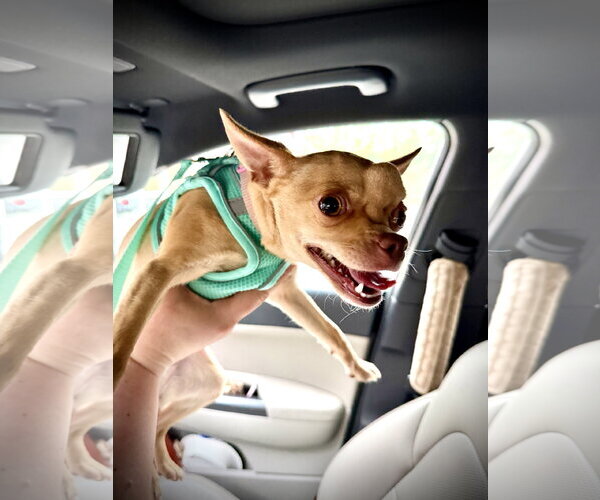 Medium Photo #5 Chihuahua Puppy For Sale in Holly Springs, NC, USA