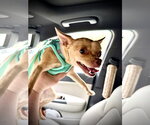 Small #4 Chihuahua