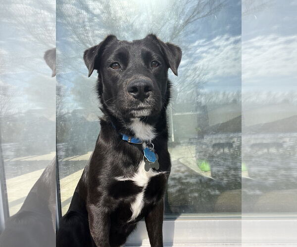 Medium Photo #1 Labrador Retriever-Unknown Mix Puppy For Sale in Coldwater, MI, USA