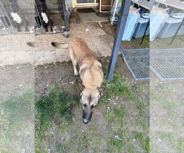 Medium Photo #4 German Shepherd Dog-Unknown Mix Puppy For Sale in Woodland, CA, USA