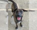 Small #1 Mutt