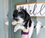 Small Photo #5 Schnoodle (Miniature) Puppy For Sale in HAZLETON, IA, USA