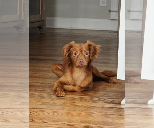 Medium Photo #6 Chiranian Puppy For Sale in Greenville, SC, USA