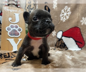 French Bulldog Dog for Adoption in NORTH HILLS, North Carolina USA