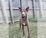 Small #5 Australian Kelpie Mix