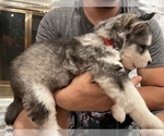 Small Photo #20 Siberian Husky Puppy For Sale in KANSAS CITY, MO, USA