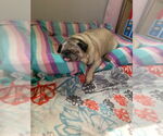 Small Photo #5 Pug Puppy For Sale in Indianapolis, IN, USA
