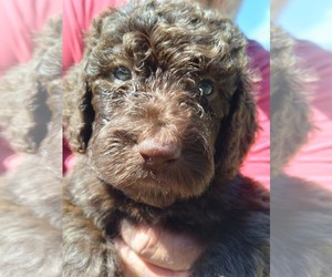 Double Doodle Puppy for sale in TIFTON, GA, USA