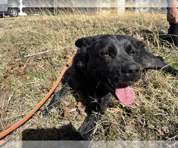 Medium Photo #1 Mutt Puppy For Sale in Grand Prairie, TX, USA