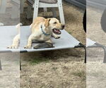 Small #10 Labrador Retriever Mix