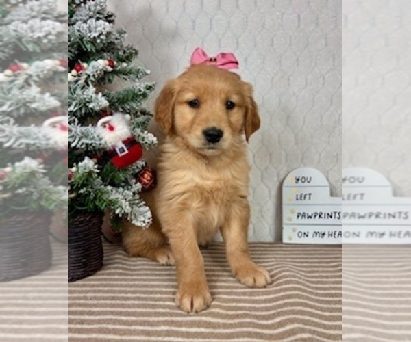 Medium Photo #5 Golden Retriever Puppy For Sale in GREENFIELD, IN, USA