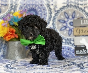 YorkiePoo Puppy for sale in LANCASTER, PA, USA