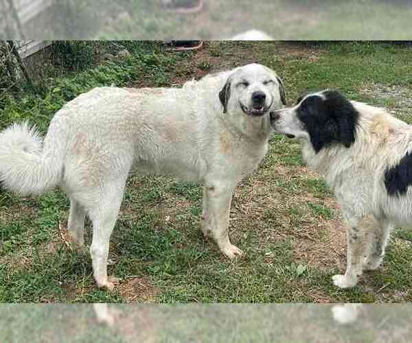 Medium Photo #2 Great Pyrenees-Unknown Mix Puppy For Sale in Unionville, PA, USA