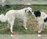Small #1 Great Pyrenees Mix