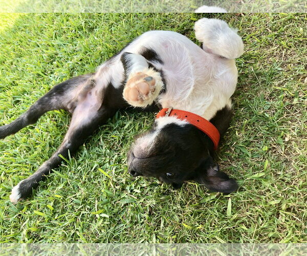 Medium Photo #16 American Staffordshire Terrier-Unknown Mix Puppy For Sale in Rosenberg, TX, USA