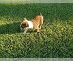 Small Photo #4 Bulldog Puppy For Sale in SANTA CLARITA, CA, USA