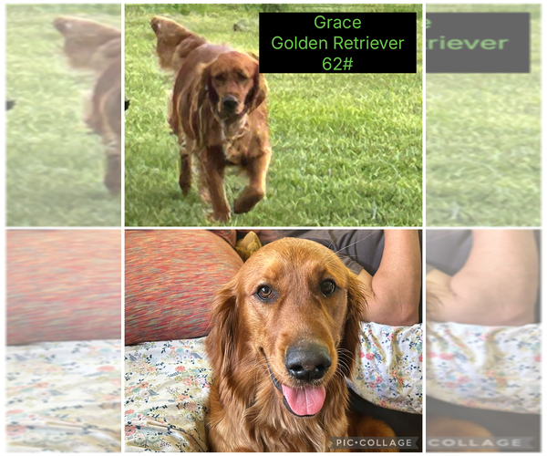 Medium Photo #1 Golden Retriever-Unknown Mix Puppy For Sale in MARION, IN, USA