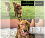 Small Photo #1 Golden Retriever-Unknown Mix Puppy For Sale in MARION, IN, USA