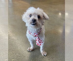 Kevin - Male Maltese-Unknown Mix Dog for Adoption - Photo #8