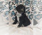 Small Photo #2 Aussiedoodle Puppy For Sale in LEWISBURG, KY, USA
