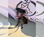 Small #2 Collie Mix