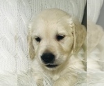 Small Photo #22 Golden Retriever Puppy For Sale in FORT STEILACOOM, WA, USA