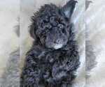 Small Photo #4 Pom-A-Poo Puppy For Sale in HENDERSON, NV, USA