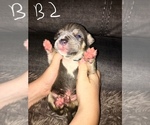 Small Photo #12 American Bully Puppy For Sale in PEWEE VALLEY, KY, USA