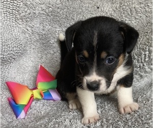 Cojack Puppy for Sale in TOMBALL, Texas USA