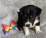 Puppy 4 Cojack
