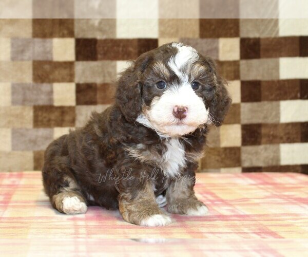 Medium Photo #5 Bernedoodle (Miniature) Puppy For Sale in DENVER, PA, USA