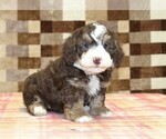 Small #4 Bernedoodle (Miniature)