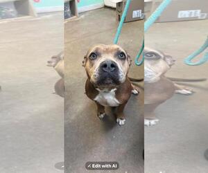 American Pit Bull Terrier-Unknown Mix Dogs for adoption in Oakhurst, NJ, USA