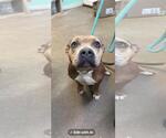 Small American Pit Bull Terrier Mix
