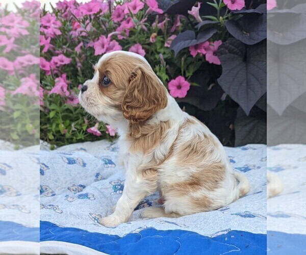 Medium Photo #2 Cavalier King Charles Spaniel Puppy For Sale in DUNNVILLE, KY, USA